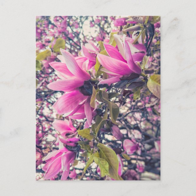 Pink Magnolia  Postcard (Front)