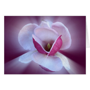 pink magnolia shades