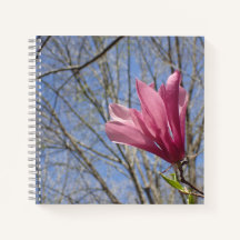 pink magnolia tree blossom photo - journal
