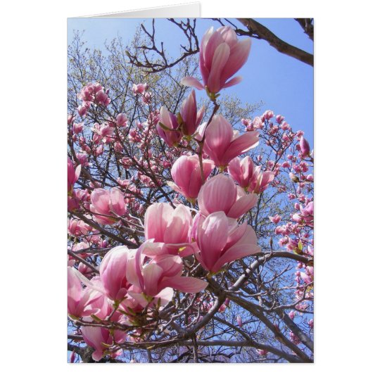 pink magnolias card