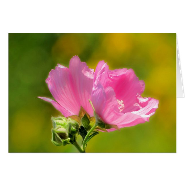 Pink Malva Pair (Front Horizontal)
