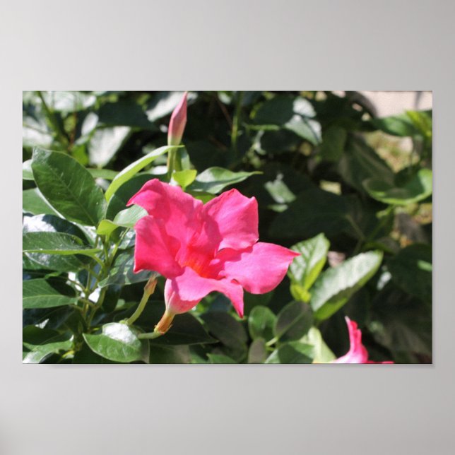 Pink Mandevilla Poster (Front)