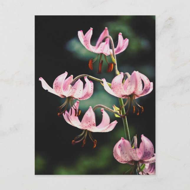 Pink Martagon Lily Flowers Postcard (Front)