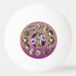 Pink Meerkat Surprise, Ping Pong Ball
