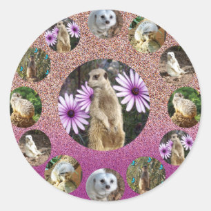 Pink Meerkat Surprise, Stickers