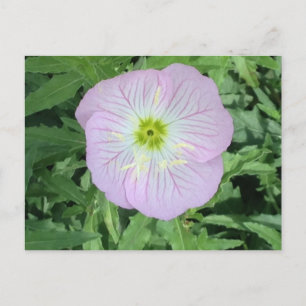 Pink Mexican Primrose Flower Photo Postcards