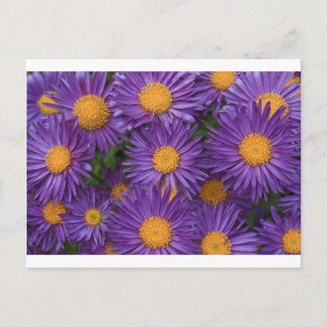 Pink Michaelmas Daisy Postcard (Front)