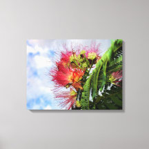 Pink Mimosa Flowering Tree