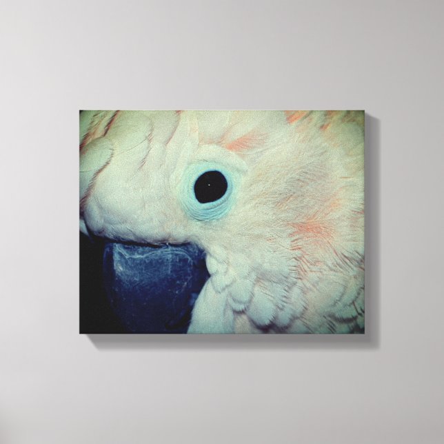 Pink Moluccan Cockatoo Parrot Close Up Canvas Print (Front)