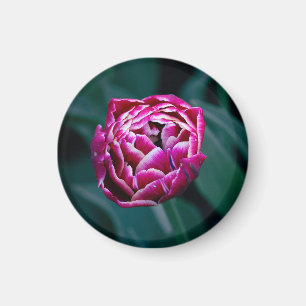 Pink moody tulip magnet