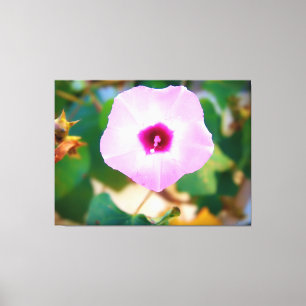 Pink Morning Glory Blossom Canvas Print