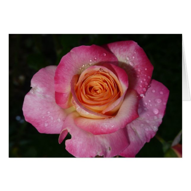 Pink morning rose (Front Horizontal)