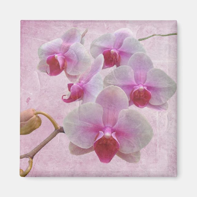 Pink Moth Orchids - Phalaenopsis Magnet (Front)