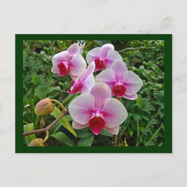 Pink Moth Orchids - Phalaenopsis Postcard (Front)