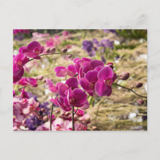 Pink Moth Orchids Postcard