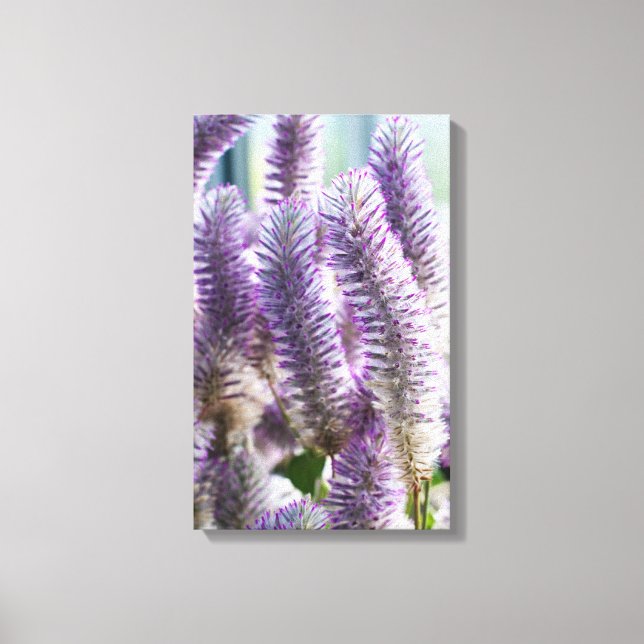 Pink Mulla Mulla Wrapped Canvas (Front)