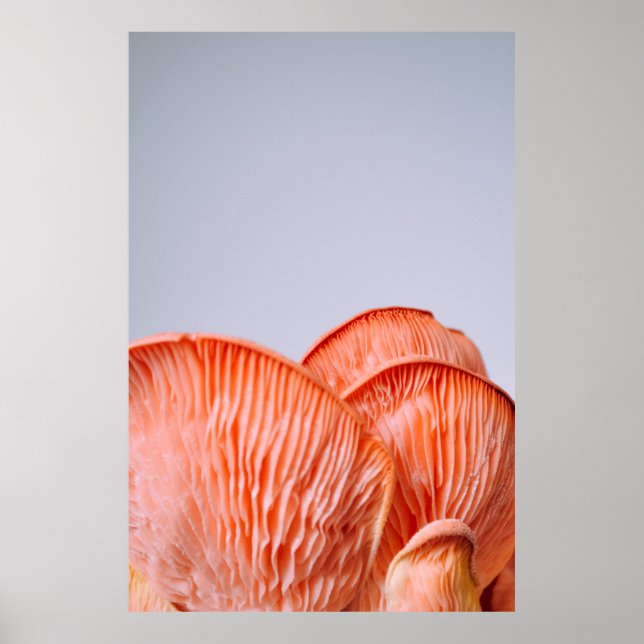 PINK MUSHROOMS POSTER (Front)