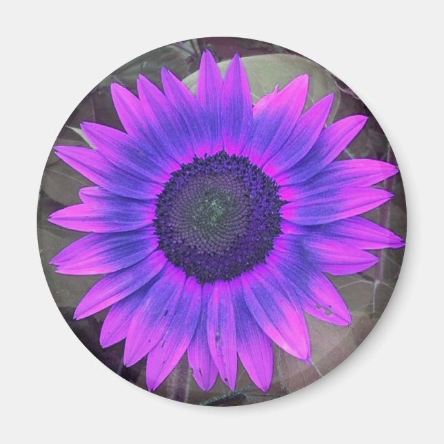 Pink N purple Sunflower Magnet (Front)
