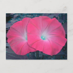 Pink N Teal Morning Glories Postcard