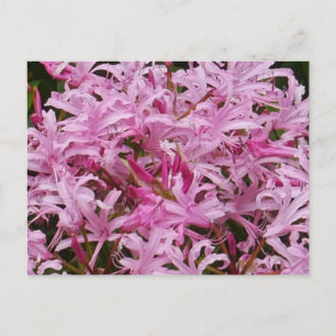 Pink Nerine Flowers Postcard