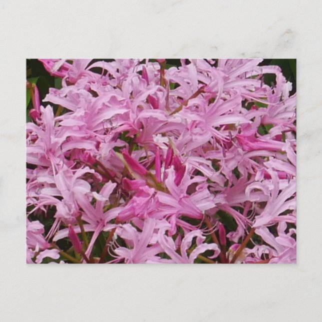 Pink Nerine Flowers Postcard (Front)