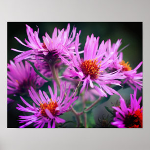 Pink New England Aster Flowers  Poster