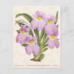 Pink Odontoglossum Orchid Vintage Botanical Postcard