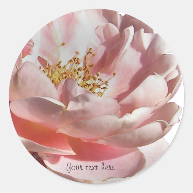 Pink Old Fashioned English Rose Wedding Seals (Front)