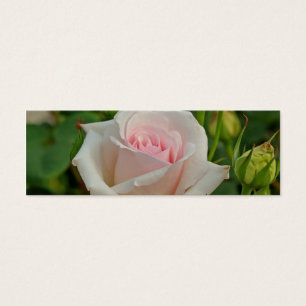 Pink Ophelia Hybrid Rose