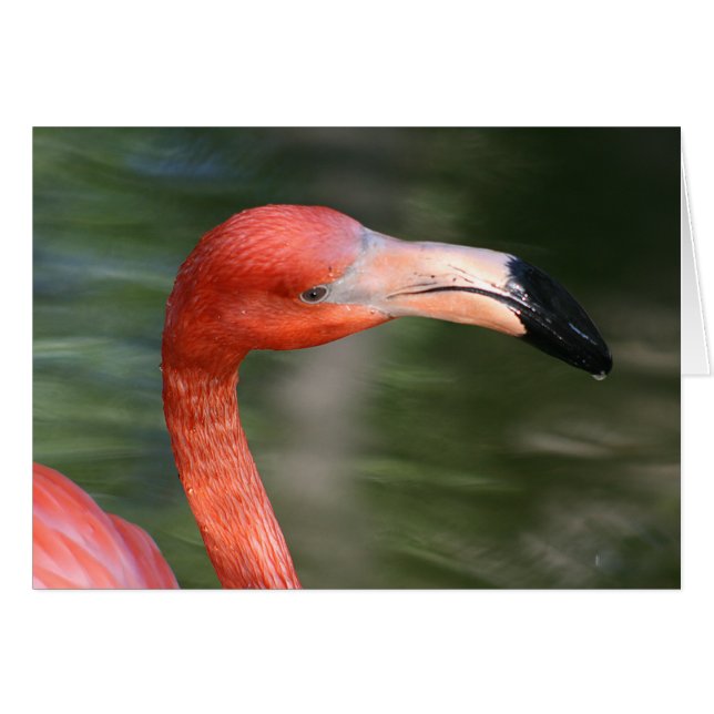 Pink-Orange Flamingo Head (Front Horizontal)
