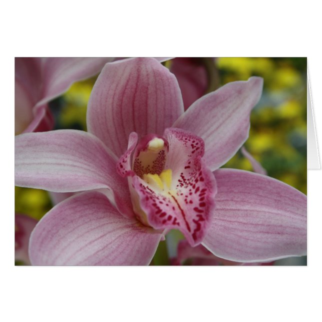 Pink orchid (Front Horizontal)