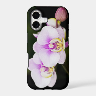 Pink Orchid