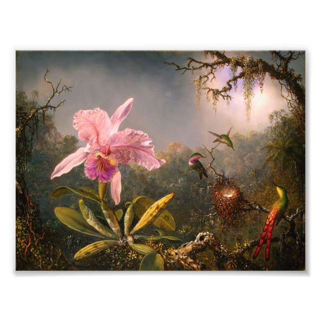 Pink Orchid and Three Hummingbirds Print (Front)
