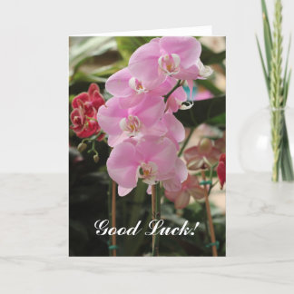 Pink Orchid blooms Card