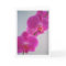 Pink Orchid