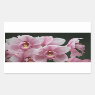 pink orchid close up rectangle stickers