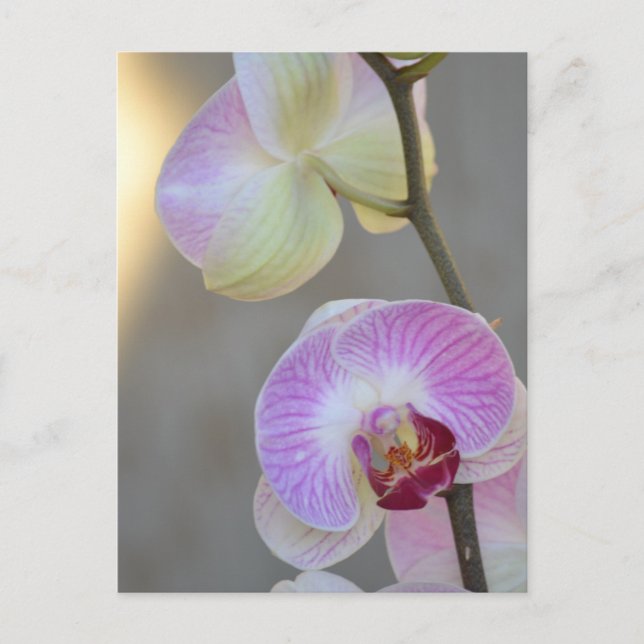 Pink Orchid Expression Postcard (Front)