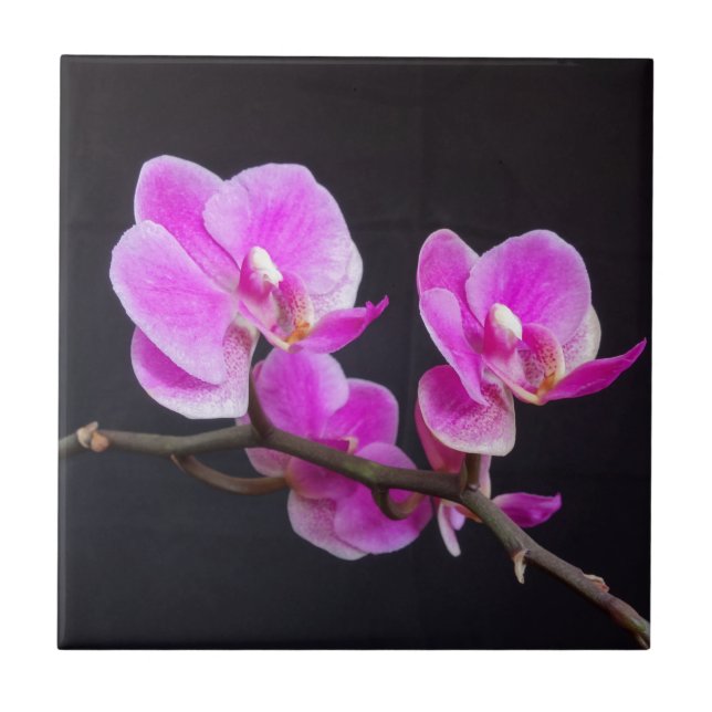 Pink Orchid Flowers Tile (Front)