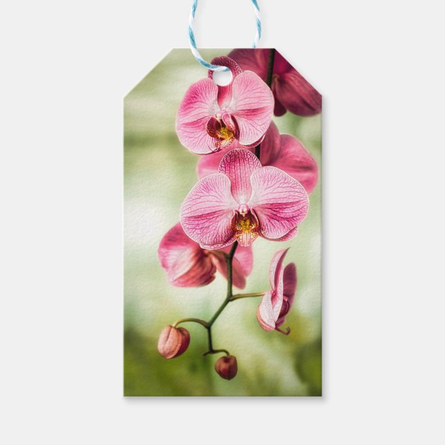 Pink Orchid Gift Tags (Front)