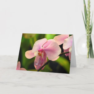 Pink Orchid Greeting Card