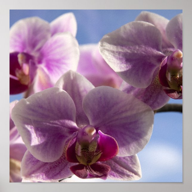 Pink Orchid Poster (Front)