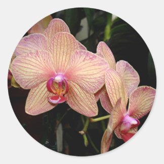 Pink Orchid Stickers