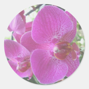 Pink Orchid Stickers
