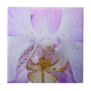 Pink Orchid Tile