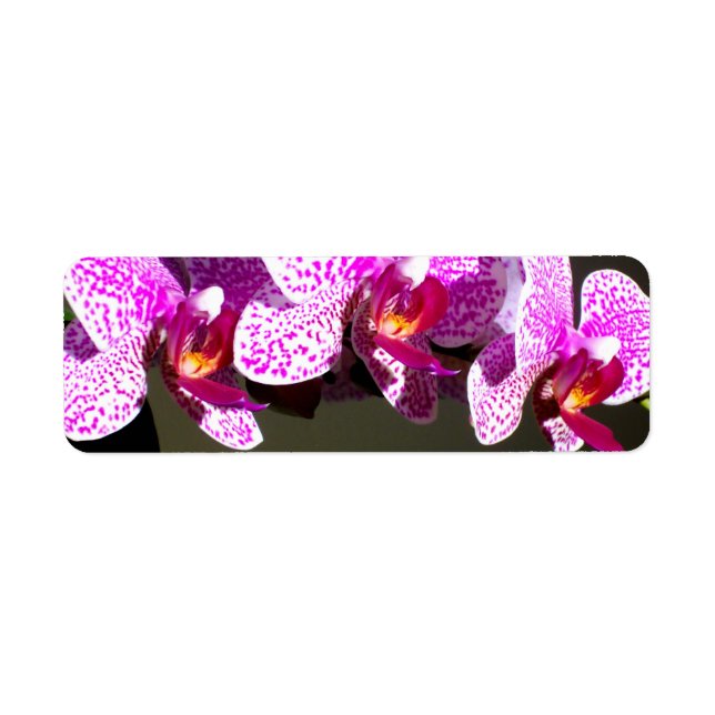 Pink Orchids (Front)