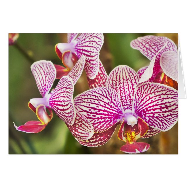 Pink Orchids (Front Horizontal)