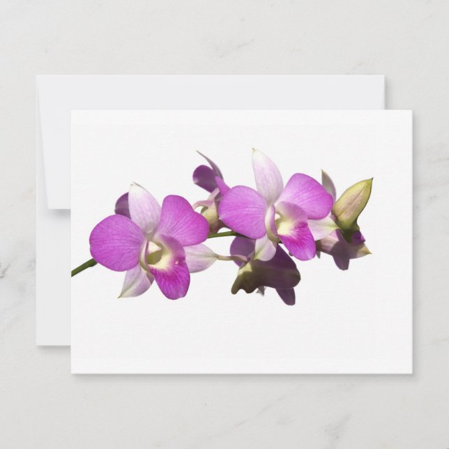 Pink orchids (Front)