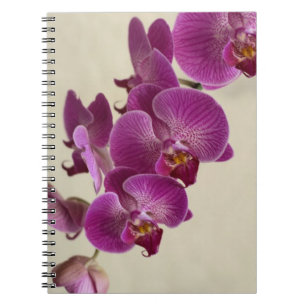 Pink Orchids Notebook