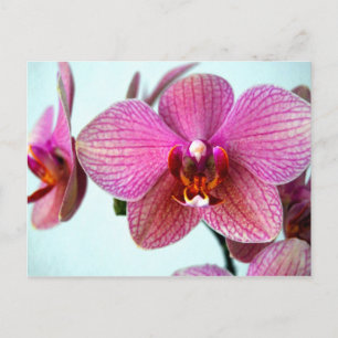 Pink Orchids Postcard