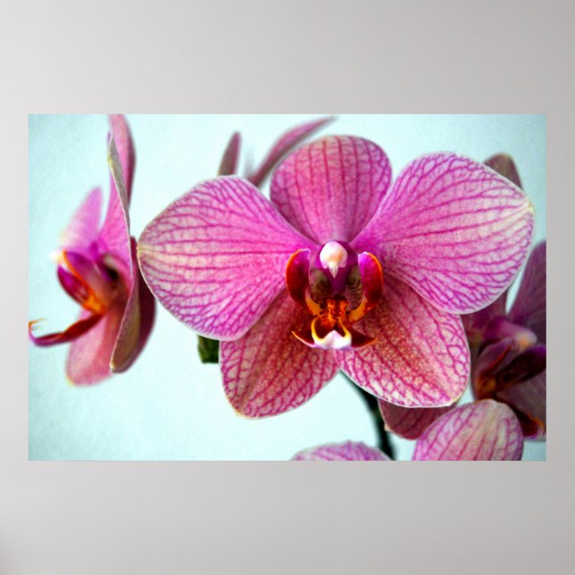 Pink Orchids Poster (Front)